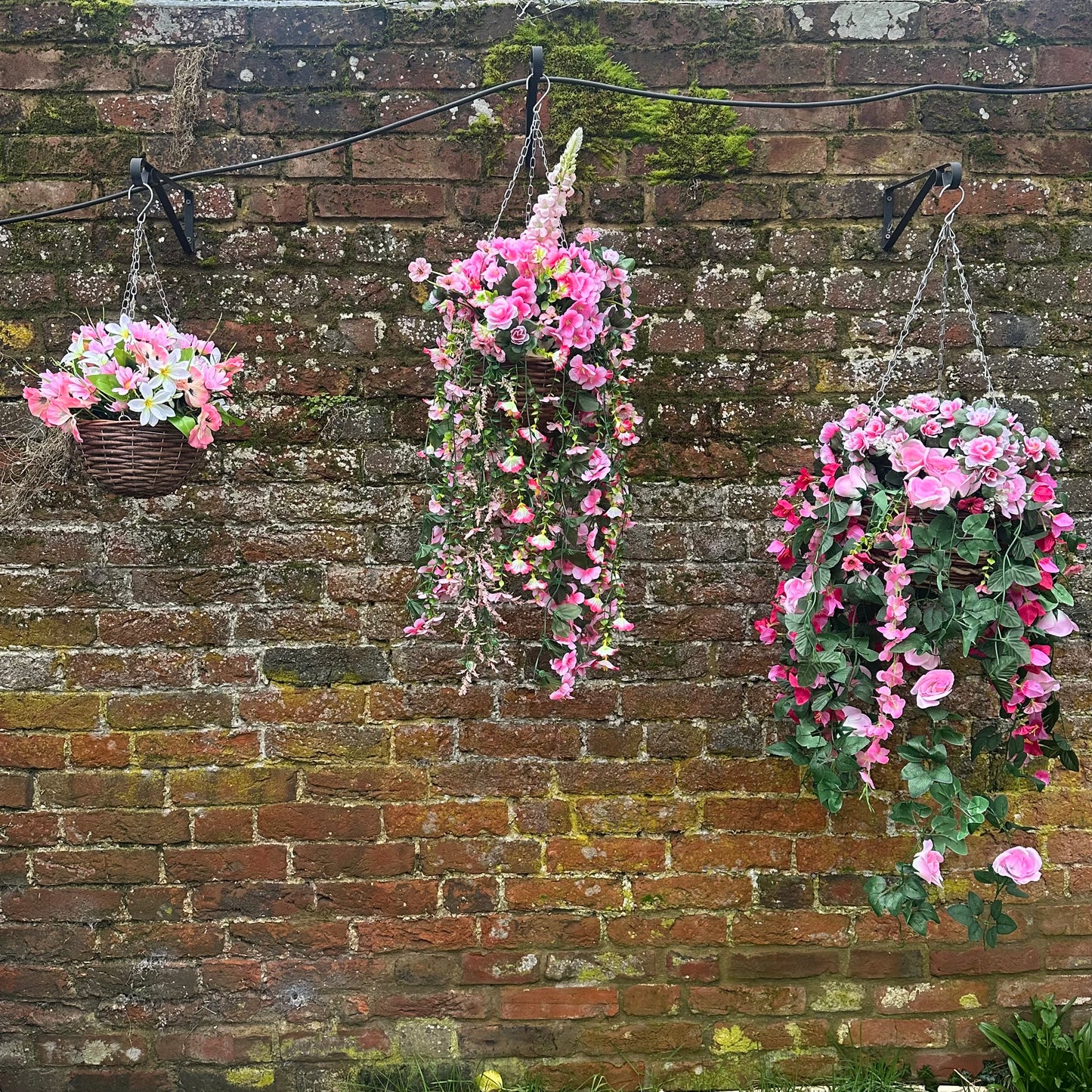 Standard pinks hanging basket, with trailing foliage